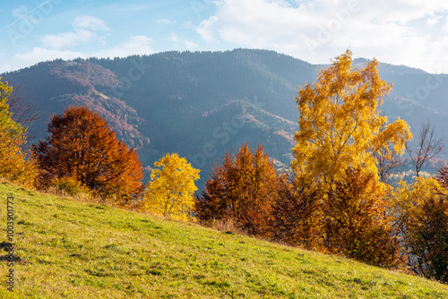 autumn landscape in carpathian mountains. rural scenery with trees in colorful foliage. countryside with rolling hills on a sunny afternoon in fall season. picturesque highland in evening