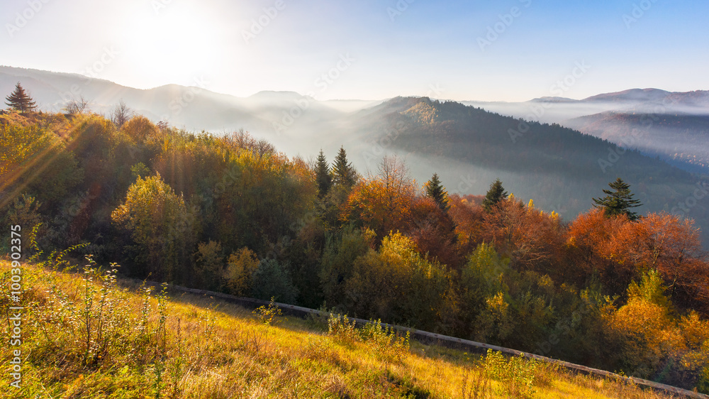 Fototapeta premium mountain landscape in autumn with morning fog in the valley. rolling hill with forest in fall colors. golden season in transcarpathia