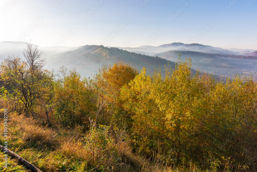mountain landscape with valley on a foggy morning. trees on the hills in colorful foliage. fall season in carpathian mountains of ukraine. uzhanian national park mountain landscape with valley on a foggy morning. trees on the hills in colorful foliage. fall season in carpathian mountains of ukraine. uzhanian national park