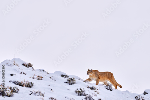 Find the wild puma in the nature habitat. Mountain lion in the nature winter mountain rock habitat, Torres del Paine NP in Chile. Wildlife nature in Patagonia, South America. Puma in snow, cold winter