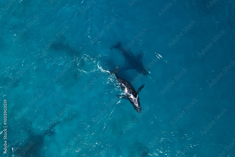 Obraz premium Aerial picture of humpback whales playing with bottlenose dolphins at the surface of the ocean. Beautiful wildlife moment captured in Exmouth, Western Australia. Whale mum and calf breathing.