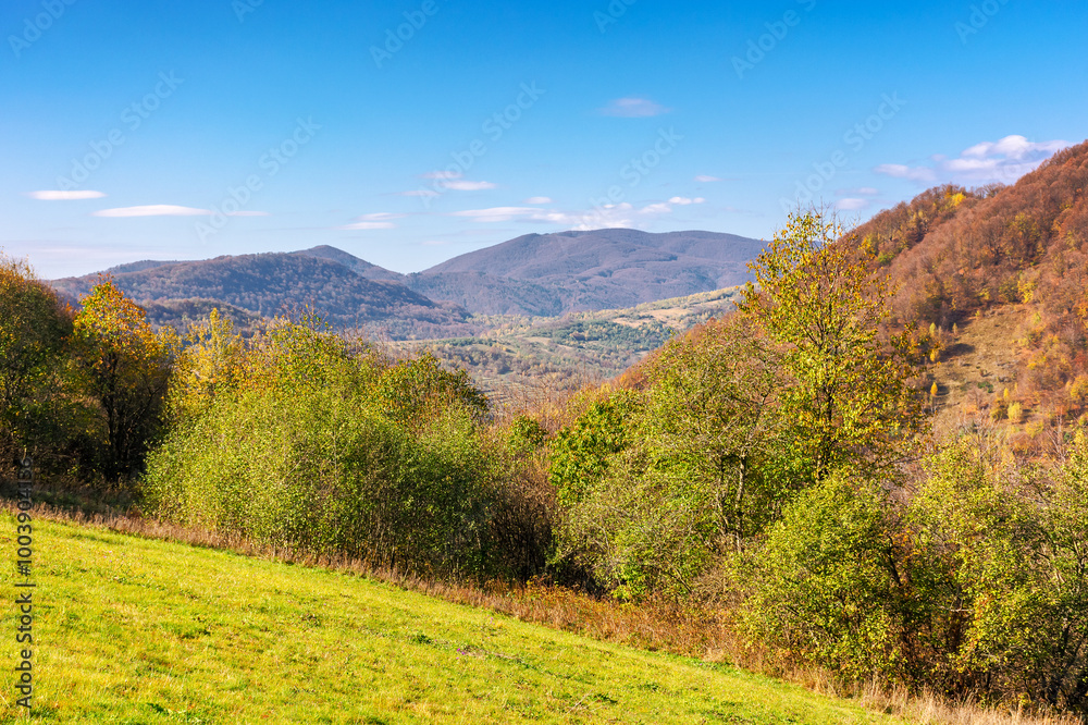 Obraz premium forest on the hill in autumn. carpathian mountains in fall season. beautiful landscape of ukraine on a sunny day. scenery with trees in colorful foliage. bright blue sky