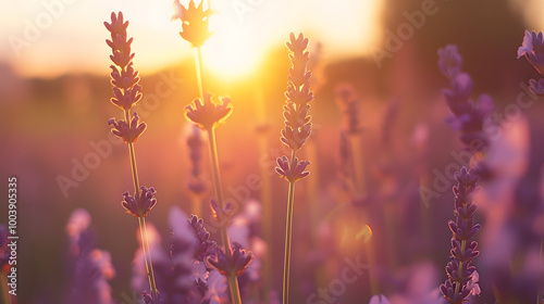 Lavender flowers bathed in warm sunlight create serene and tranquil atmosphere, highlighting beauty of nature during sunset. soft focus enhances dreamy quality of scene