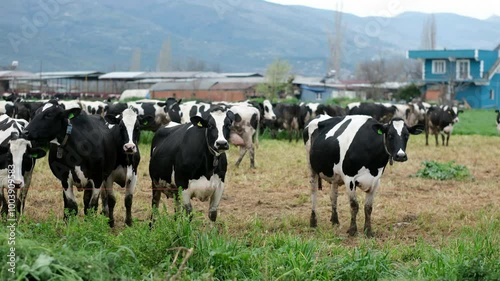 Fresh Air and Green Fields: A Day in the Life of Dairy Cows photo