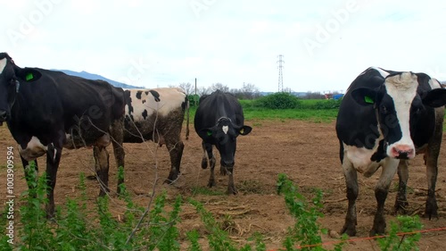Nourishing the Land, Nourishing the Cows photo