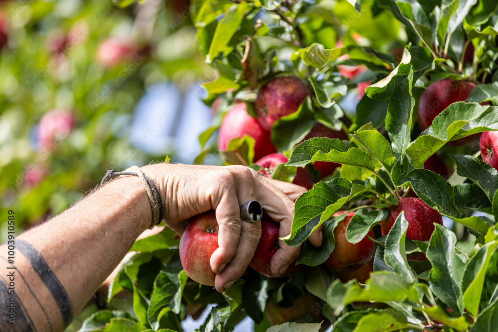 Récolte des pommes par des mains de femmes. Récolte des pommes par des mains de femmes.