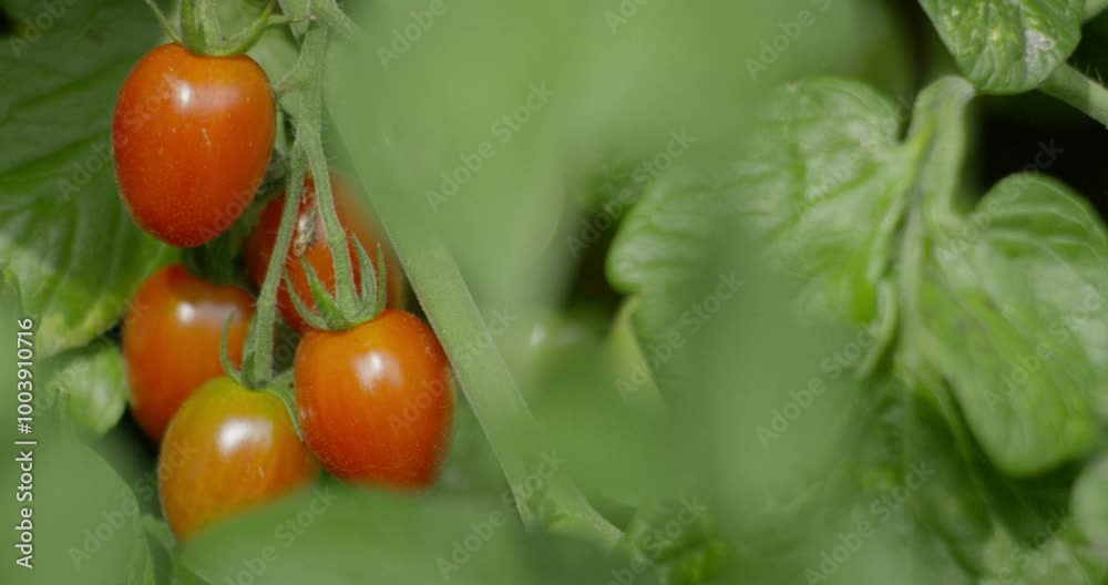 A slow panning shot to the left reveals a cluster of cherry tomatoes, still ripening on the plant, showcasing the natural growth and fresh produce in a home garden.