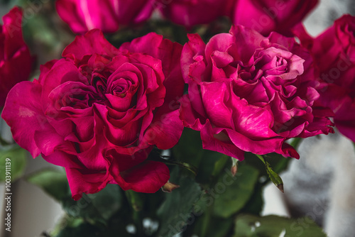 Close-up view of pink roses heads