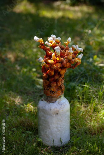 Ganoderma multipileum is a polypore mushroom species, commonly known as reishi, lingzhi or immortality fungus. Medicinal Antler fungi grown in the natural background. photo