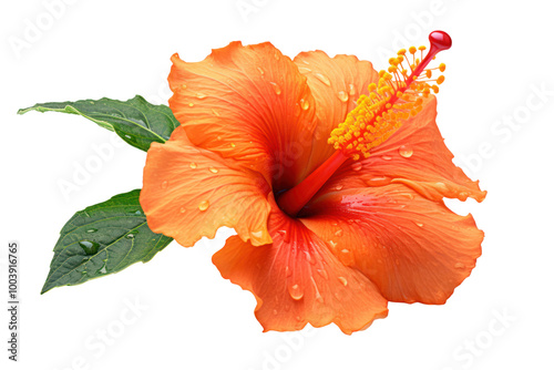 Fresh orange hibiscus flower with rich color and dewdrops, elegantly presented against a stark white background