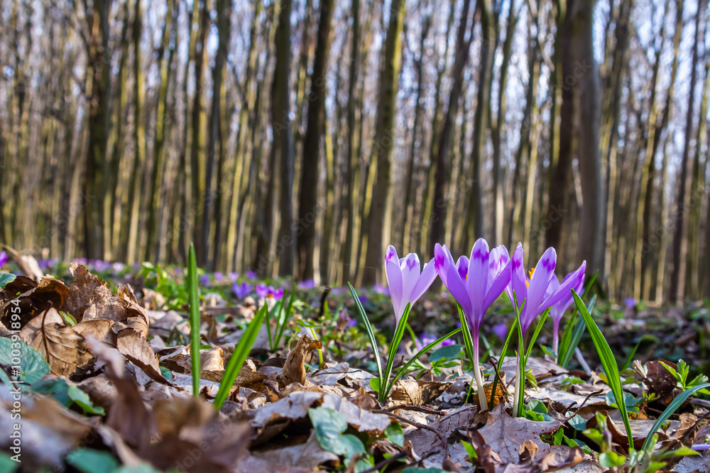 Fototapeta premium Close up detail with a Crocus heuffelianus or Crocus vernus spring giant crocus. purple flower blooming in the forest