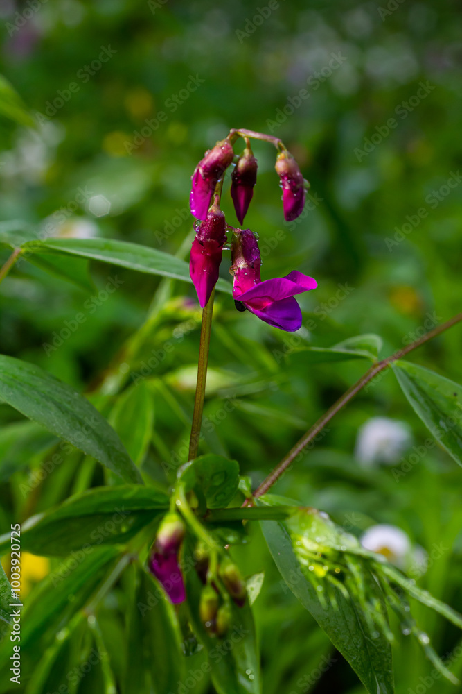 Flowers of spring vetchling Lathyrus vernus plant in wild nature. May Flowers of spring vetchling Lathyrus vernus plant in wild nature. May