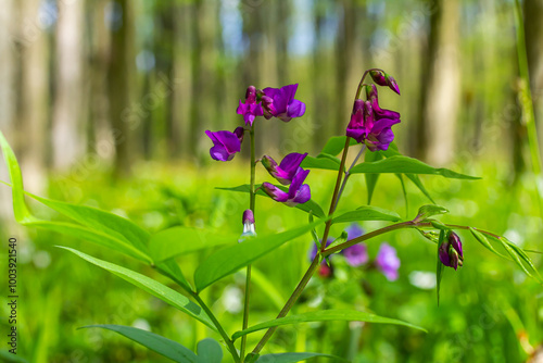 Lathyrus vernus in bloom, early spring vechling flower with blosoom and green leaves growing in forest, macro photo