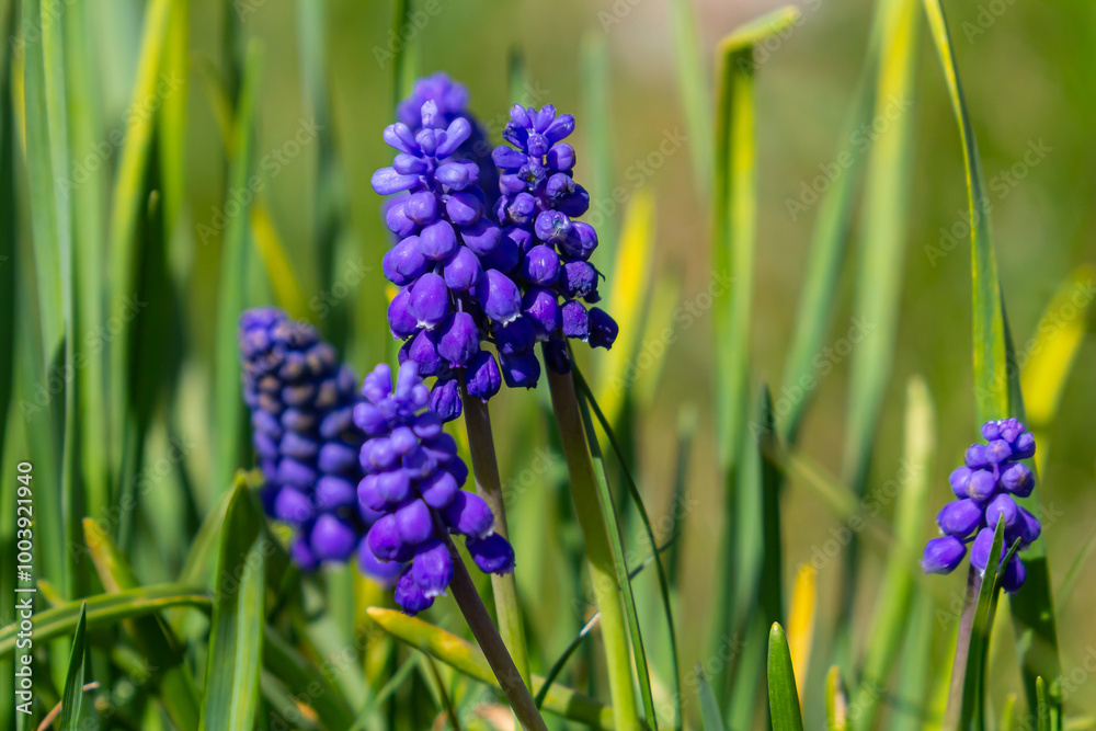 Fototapeta premium Blue buds flowers Muscari armeniacum or Grape Hyacinth. Viper bow