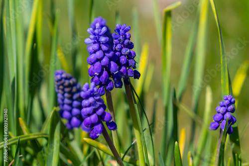 Blue buds flowers Muscari armeniacum or Grape Hyacinth. Viper bow photo