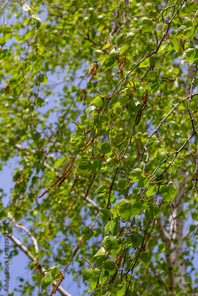 A birch branch with green leaves and earrings. Allergies due to spring blooms and pollen