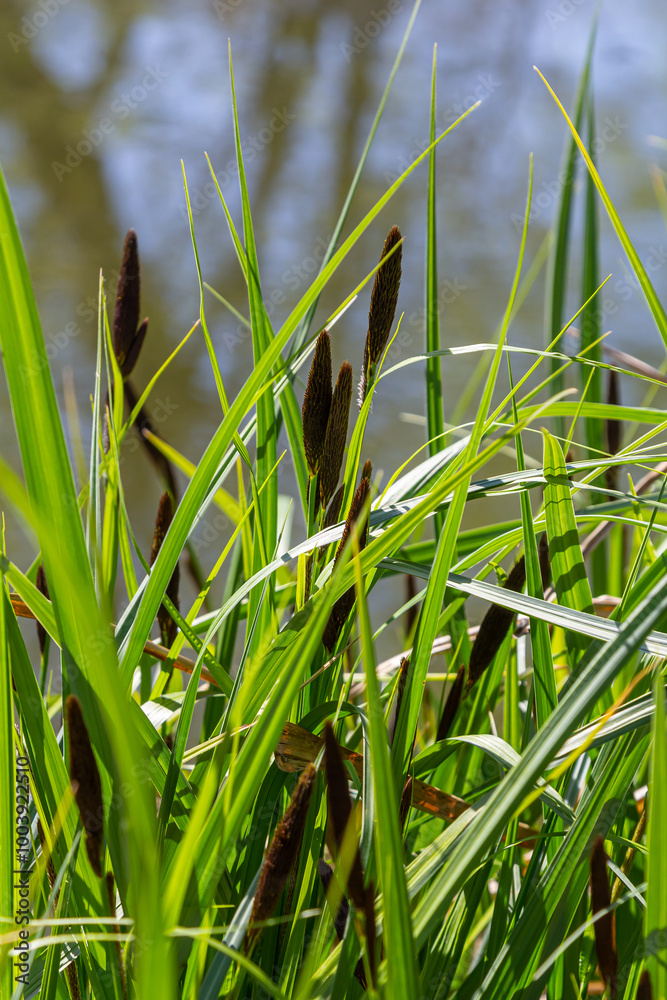 Carex acuta - found growing on the margins of rivers and lakes in the Palaearctic terrestrial ecoregions in beds of wet, alkaline or slightly acid depressions with mineral soil Carex acuta - found growing on the margins of rivers and lakes in the Palaearctic terrestrial ecoregions in beds of wet, alkaline or slightly acid depressions with mineral soil