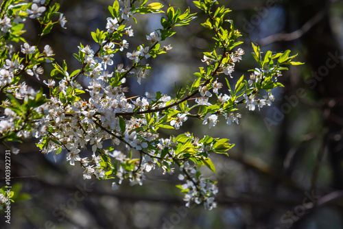 Prunus Cerasifera Blooming white plum tree. White flowers of Prunus Cerasifera