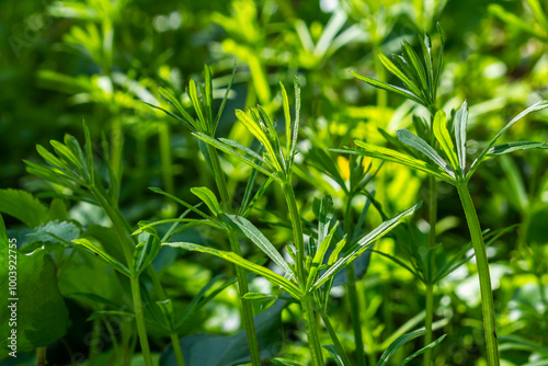 The Cleavers Galium aparine have been used in the traditional medicine for treatment of disorders of the diuretic, lymph systems and as a detoxifier photo