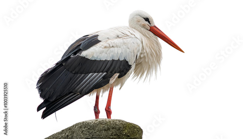 white stork ciconia