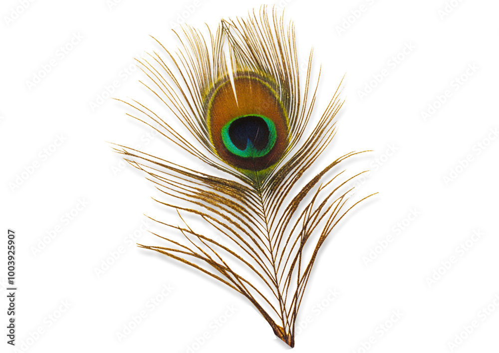 Fototapeta premium peacock feather isolated png file
