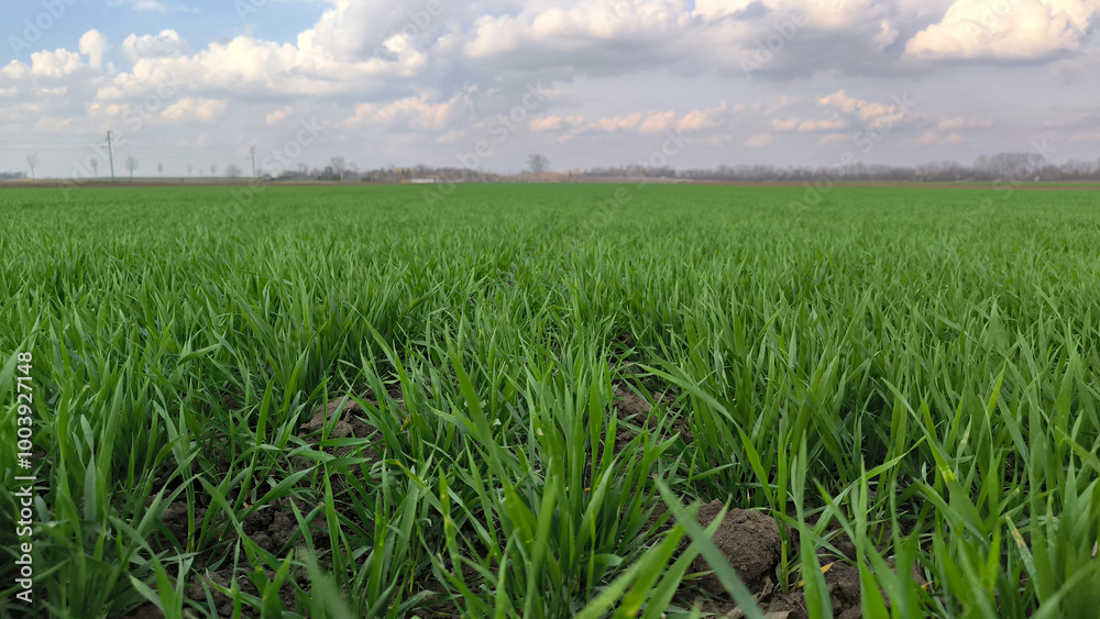 Fototapeta premium green wheat field in spring in Vojvodina