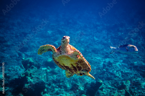 Schildkröte Malediven
