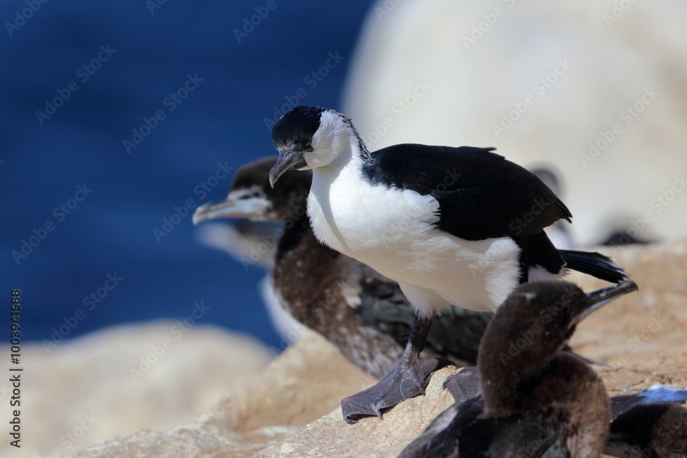 black-faced cormorants