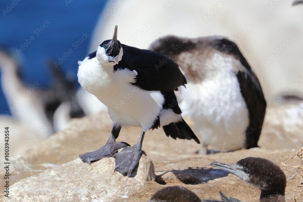 Obraz premium black-faced cormorants