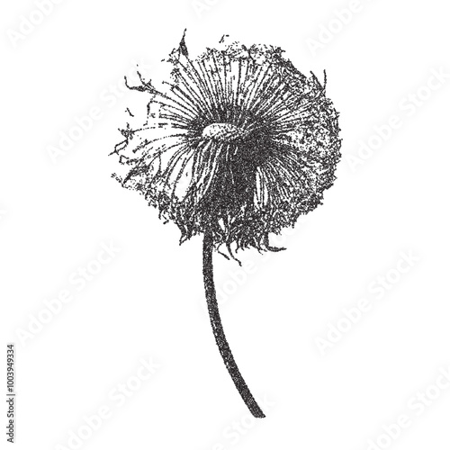 Vector herbarium dandelion trendy retro photocopy effect. Modern stipple dots texture for design art. y2k collage wildflower.