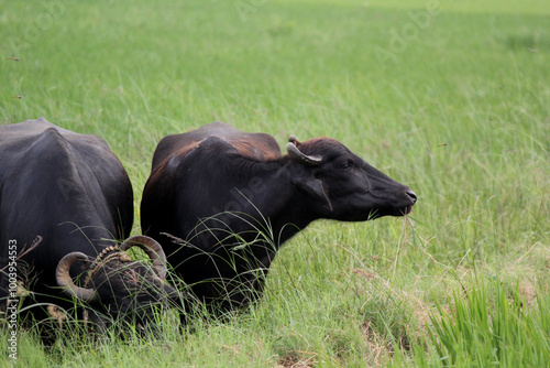 italian mediterranean buffalo in grass and walking on the road