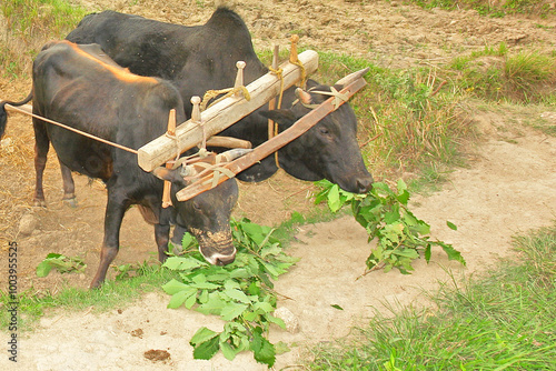 Quadro em tela A yoke wooden beam used between a pair of oxen in Bhutan