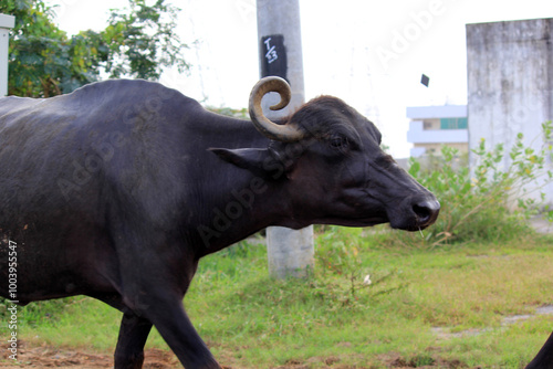 italian mediterranean buffalo in grass and walking on the road