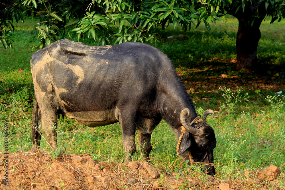 italian mediterranean buffalo in grass and walking on the road italian mediterranean buffalo in grass and walking on the road