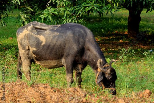 italian mediterranean buffalo in grass and walking on the road
