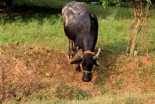 italian mediterranean buffalo in grass and walking on the road