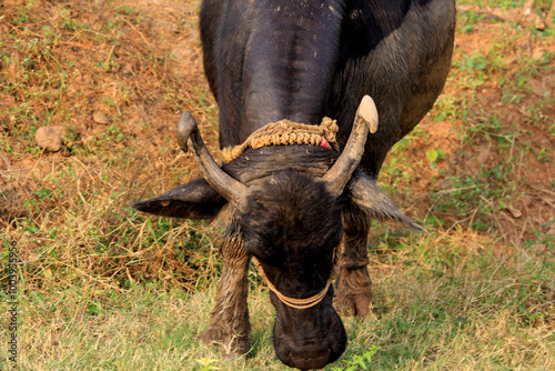 italian mediterranean buffalo in grass and walking on the road