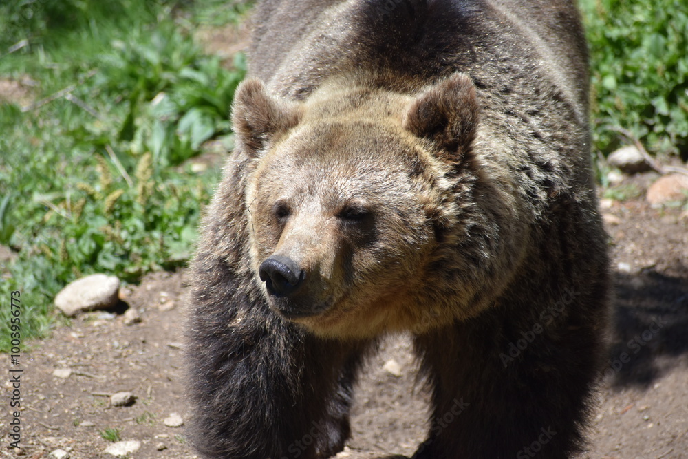 Fototapeta premium ours