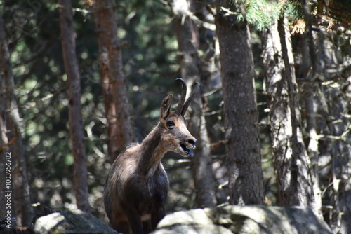 animaux isard
