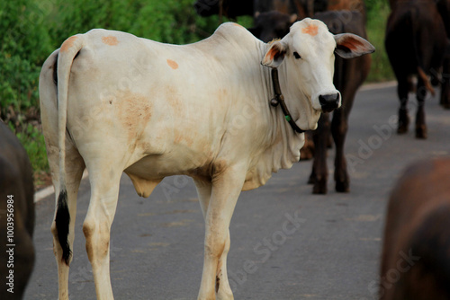 italian mediterranean buffalo in grass and walking on the road