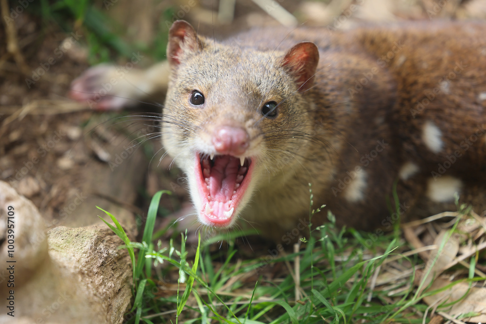 Close up of a Tiger Quoll Close up of a Tiger Quoll