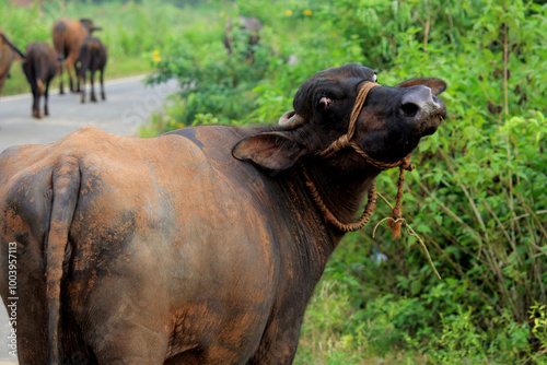 italian mediterranean buffalo in grass and walking on the road