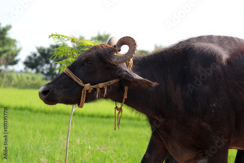 italian mediterranean buffalo in grass and walking on the road