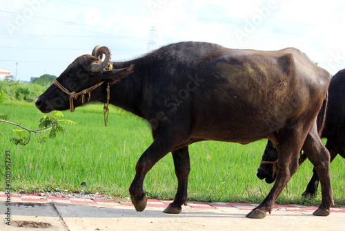 italian mediterranean buffalo in grass and walking on the road
