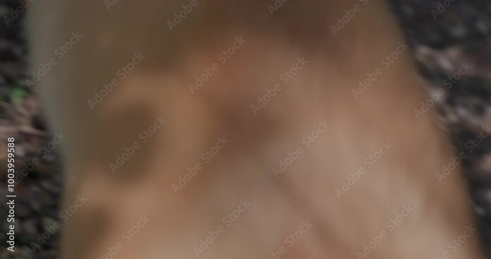 The beautiful dog Shiba Inu walks through the summer forest or park in the sunlight and resorts to his master. POV. Summer walks in the park with your best friend, the dog. High quality 4k footage The beautiful dog Shiba Inu walks through the summer forest or park in the sunlight and resorts to his master. POV. Summer walks in the park with your best friend, the dog. High quality 4k footage