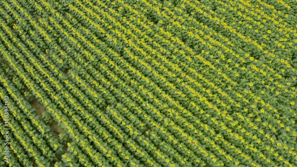 Aerial shot over a field of sunflowers bursting with light under the summer sun Aerial shot over a field of sunflowers bursting with light under the summer sun