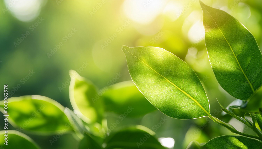 Close-Up of Wind Blowing Through Leaves Close-Up of Wind Blowing Through Leaves
