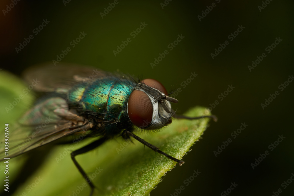 A green fly perched on a green leaf A green fly perched on a green leaf