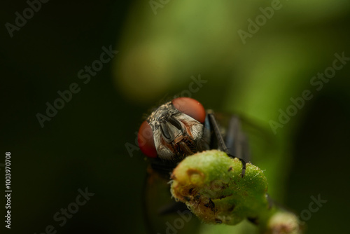 A green fly looking at the camera with its red compound eyes. photo