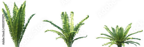 Set of Matteuccia struthiopteris (commonly called ostrich fern) frontal isolated png on a transparent background perfectly cutout high resolution photo